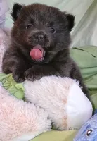 Slate , a male Pomeranian for sale in Lebanon, OR – 3 of 7