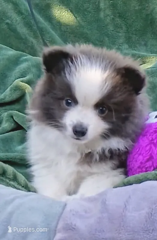 Zeek – Pomeranian puppy for sale in Lebanon, OR