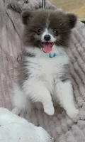 PLUTO- Blue & White Parti/Small, a male Pomeranian for sale in Lebanon, OR – 4 of 10