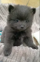 SLATE- Solid Blue, a male Pomeranian for sale in Lebanon, OR – 2 of 10
