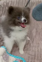 PLUTO- Blue & White Parti/Small, a male Pomeranian for sale in Lebanon, OR – 5 of 10