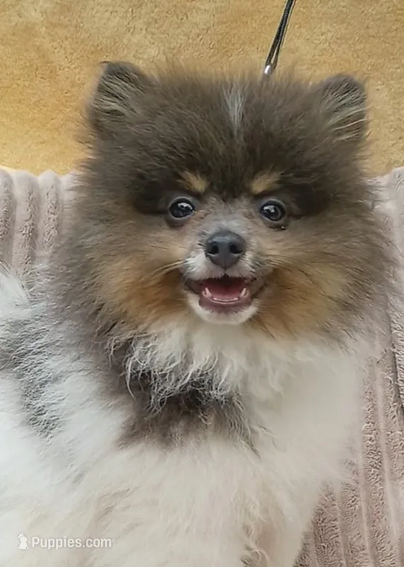 DONALD- Blue & Tan Parti – Pomeranian puppy for sale in Lebanon, OR