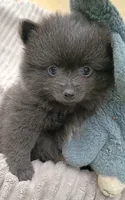 SLATE- Solid Blue, a male Pomeranian for sale in Lebanon, OR – 4 of 10