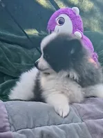 Zeek, a male Pomeranian for sale in Lebanon, OR – 2 of 10