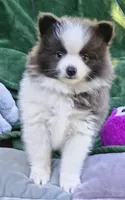 Zeek, a male Pomeranian for sale in Lebanon, OR – 6 of 10