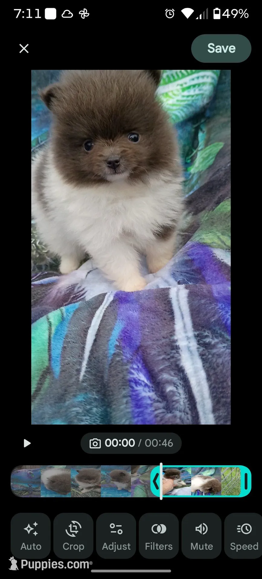 'Felix', a male Pomeranian for sale in Lebanon, OR – Photo 6 of 10