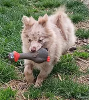 Nico, a male Pomchi for sale in Lebanon, OR – Photo 4 of 10