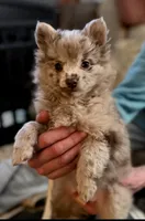 Nico, a male Pomchi for sale in Lebanon, OR – Photo 7 of 10