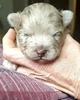 Nico, a male Pomchi for sale in Lebanon, OR – Photo 9 of 10