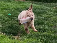Nico, a male Pomchi for sale in Lebanon, OR – Photo 5 of 10