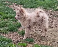 Nico, a male Pomchi for sale in Lebanon, OR – Photo 2 of 10