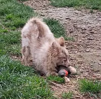 Nico, a male Pomchi for sale in Lebanon, OR – Photo 3 of 10