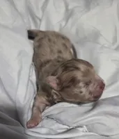 Nico, a male Pomchi for sale in Lebanon, OR – Photo 10 of 10