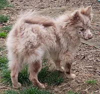 Nico, a male Pomchi for sale in Lebanon, OR – Photo 1 of 10