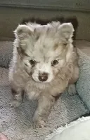 Nico, a male Pomchi for sale in Lebanon, OR – Photo 8 of 10