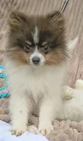 MICKY- Blue & Tan Parti, a male Pomeranian for sale in Lebanon, OR – 3 of 10
