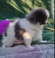 Zeek, a male Pomeranian for sale in Lebanon, OR – 3 of 10