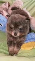 COAL, a male Pomeranian for sale in Lebanon, OR – 3 of 8
