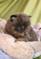 COAL, a male Pomeranian for sale in Lebanon, OR – 4 of 8