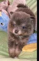 COAL, a male Pomeranian for sale in Lebanon, OR – 2 of 8