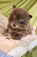 COAL, a male Pomeranian for sale in Lebanon, OR – 5 of 8