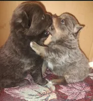 COAL, a male Pomeranian for sale in Lebanon, OR – 7 of 8