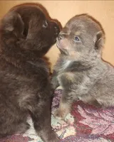 COAL, a male Pomeranian for sale in Lebanon, OR – 6 of 8