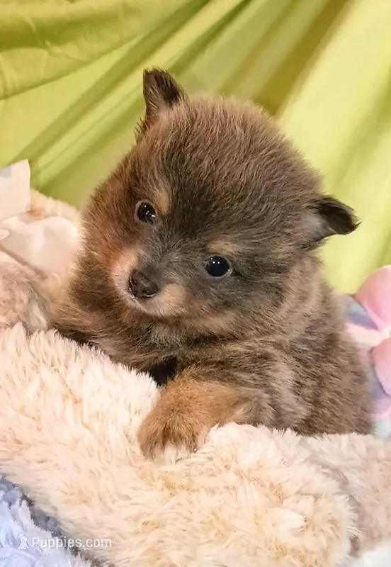 COAL – Pomeranian puppy for sale in Lebanon, OR