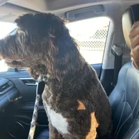 Saint, a male Goldendoodle for sale in Southaven, MS – Photo 2 of 5