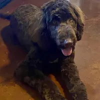 Saint, a male Goldendoodle for sale in Southaven, MS – Photo 1 of 5