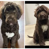 Saint, a male Goldendoodle for sale in Southaven, MS – Photo 4 of 5