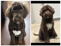 Saint, a male Goldendoodle for sale in Southaven, MS – Photo 4 of 5