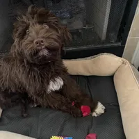 Saint, a male Goldendoodle for sale in Southaven, MS – Photo 5 of 5