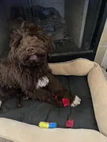 Saint, a male Goldendoodle for sale in Southaven, MS – Photo 5 of 5