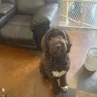 Saint, a male Goldendoodle for sale in Southaven, MS – Photo 3 of 5