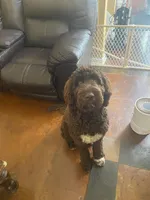 Saint, a male Goldendoodle for sale in Southaven, MS – Photo 3 of 5