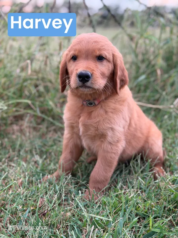 Harvey  – Golden Retriever puppy for sale in Chapman, KS