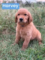 Harvey , a male Golden Retriever for sale in Chapman, KS – 1 of 4