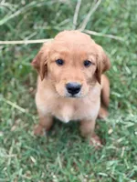Harvey , a male Golden Retriever for sale in Chapman, KS – 2 of 4