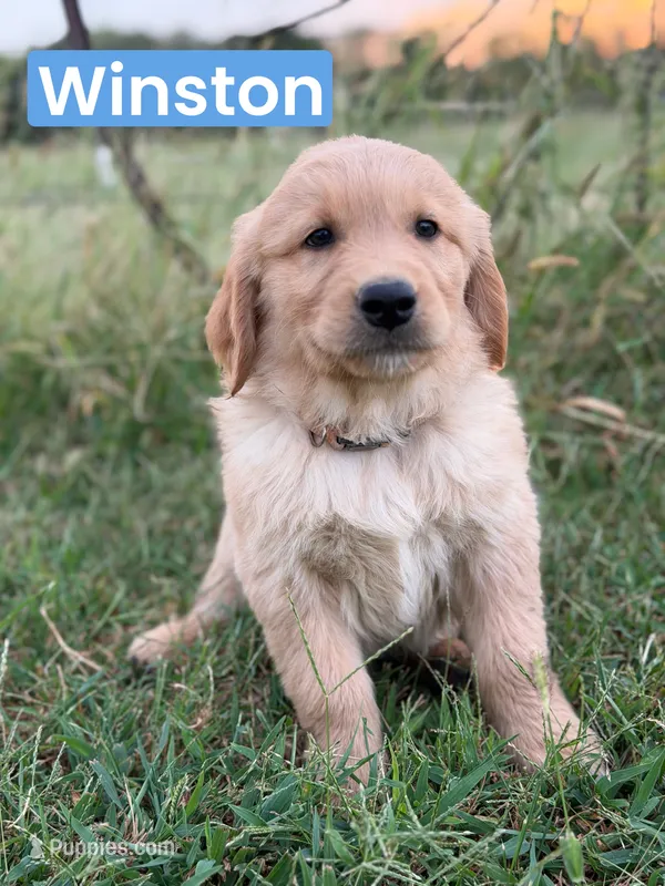 Winston  – Golden Retriever puppy for sale in Chapman, KS