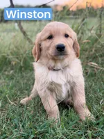 Winston , a male Golden Retriever for sale in Chapman, KS – 1 of 4
