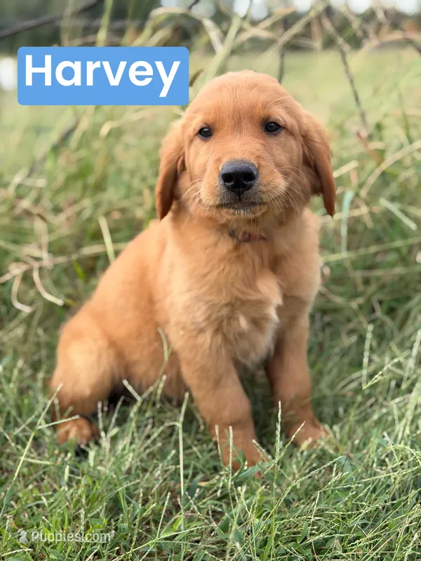 Harvey  – Golden Retriever puppy for sale in Chapman, KS