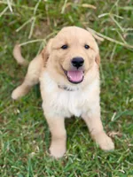 Winston , a male Golden Retriever for sale in Chapman, KS – 2 of 4