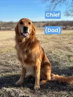 Harvey , a male Golden Retriever for sale in Chapman, KS – 4 of 4