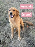Harvey , a male Golden Retriever for sale in Chapman, KS – 3 of 4