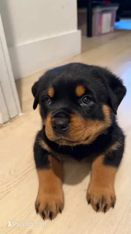 Rotweiller  puppy  – Rottweiler puppy for sale in Fort Lauderdale, FL