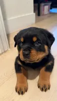 Rotweiller  puppy , a male Rottweiler for sale in Fort Lauderdale, FL – 1 of 1