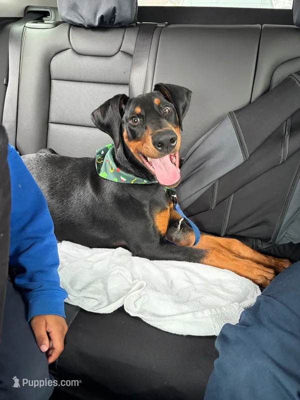 Max – Doberman Pinscher puppy for sale in Louisville, KY