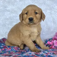 Lacy, a female Golden Retriever for sale in Woodburn, IN – 3 of 4