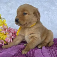 Barbie, a female Golden Retriever for sale in Woodburn, IN – 2 of 4